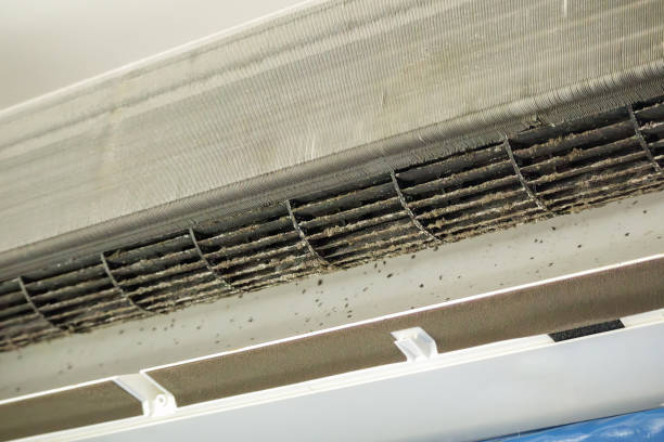 Best Air Duct Mold Removal  in Durant, IA